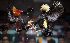 Bí Kíp Cách Chơi Đá Gà Sabong Tại 89Bet Thắng Lớn Mỗi Ngày Cược