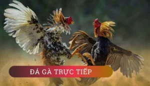Tuyệt Chiêu Cách Chơi Đá Gà GA28 Tại 89Bet Giúp Bạn Hốt Bạc Tỷ