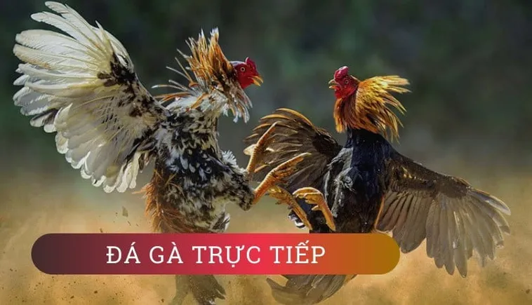 Tuyệt Chiêu Cách Chơi Đá Gà GA28 Tại 89Bet Giúp Bạn Hốt Bạc Tỷ